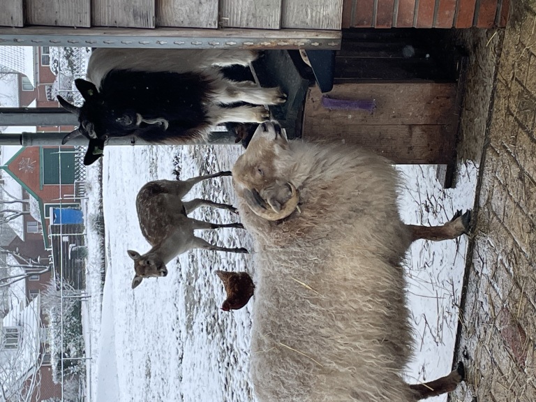 Stichting Nieuwolda logo